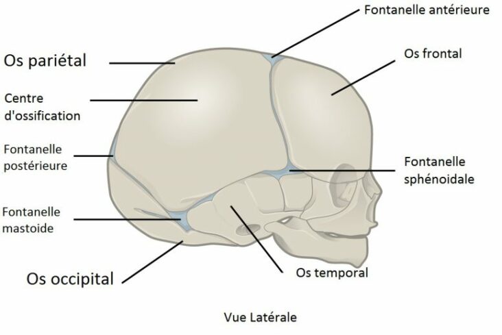 Quel est le synonyme de crâne ?