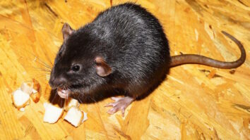 Quel est le synonyme de rat ?