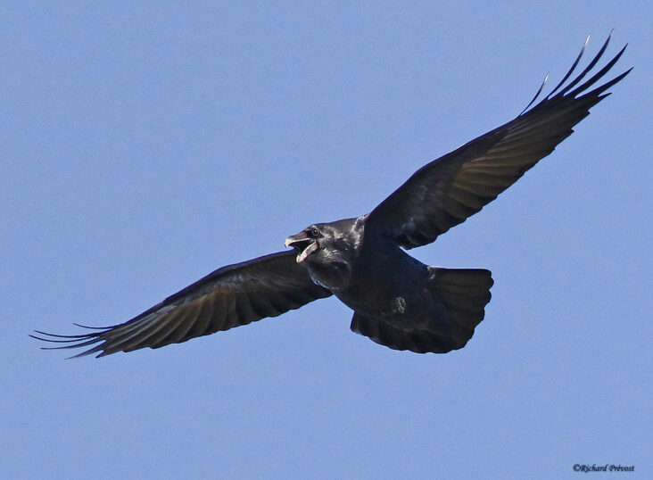 Quel message apporté le corbeau ?
