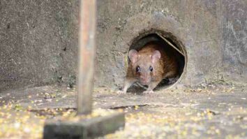 Quel odeur fait fuir les rats ?
