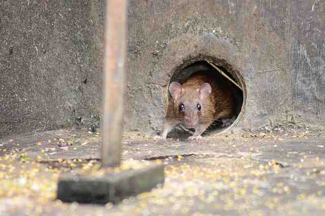 Quel odeur fait fuir les rats ?