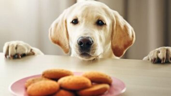 Quel quantité de nourriture pour mon chien ?