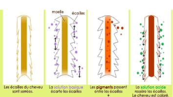 Quelle est la coloration la moins chimique ?