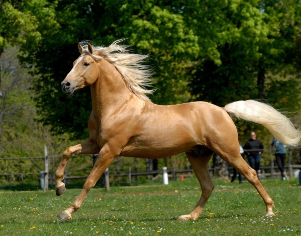 Quelle est la couleur du caramel ?