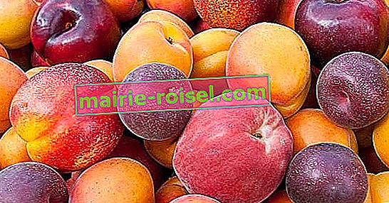 Quelle est la différence entre la prune et la quetsche ?