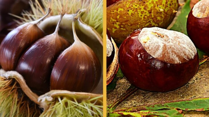 Quelle est la différence entre marron et brun ?