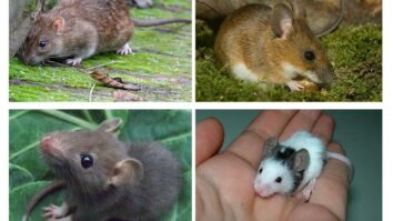 Quelle est la différence entre une souris et un rat ?