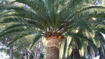 Quelle est la hauteur d'un palmier ?