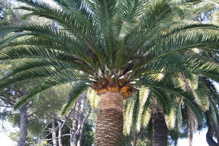 Quelle est la hauteur d'un palmier ?