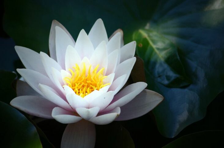 Quelle est la signification de la fleur de lotus ?