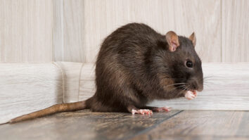 Quelle maladie provoque le rat ?