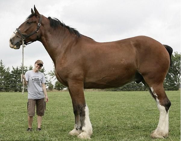 Quelle taille pour le Crazy Horse ?