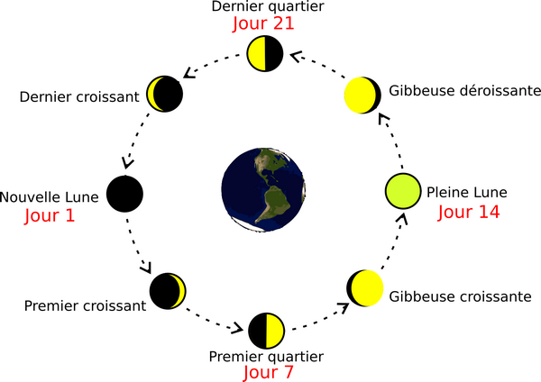 Quelles sont les 4 principales phases de la Lune ?