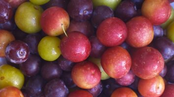 Quelles sont les meilleures variétés de prunes ?