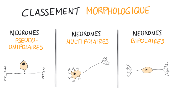 Quels sont les différents types de blonds ?