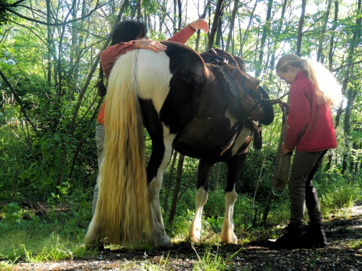 Qui a inventé la queue de cheval ?