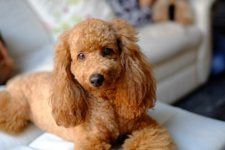 What is a poodle cut?