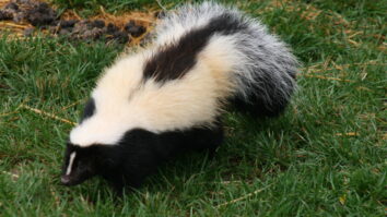 What is skunk hair?
