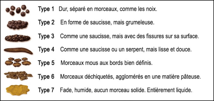 C'est quoi des selles grasses ?