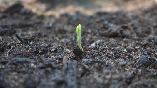 Comment accélérer la germination des graines ?