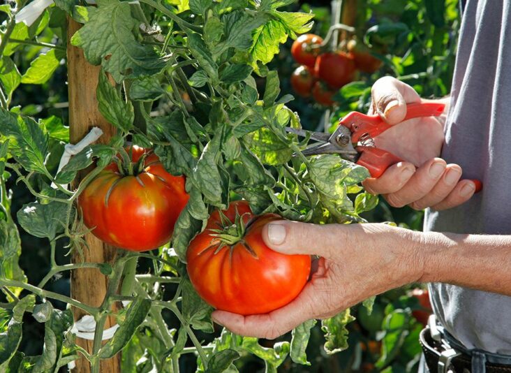 Comment avoir beaucoup de tomates sur un pied ?