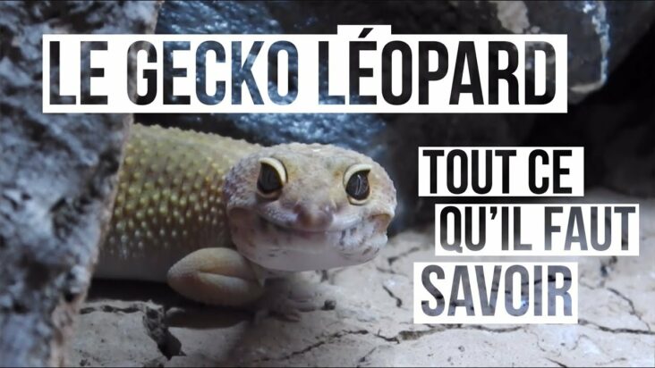 Comment empoisonner un gecko ?