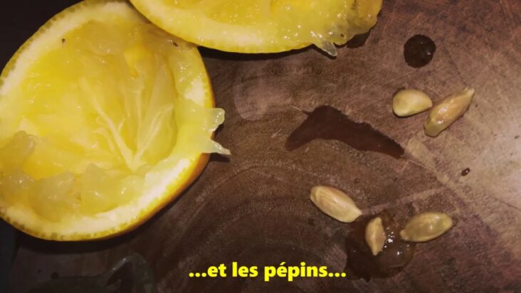 Comment faire germer des pépins de citron dans du coton ?