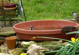 Comment faire un bain pour les oiseaux ?