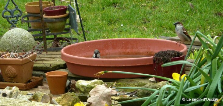 Comment faire un bain pour les oiseaux ?