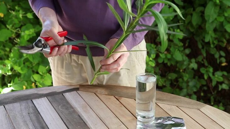 Comment faire une bouture de rosier dans l'eau ?