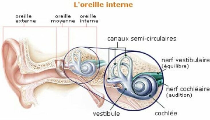 Comment savoir si les vertiges viennent de l'oreille interne ?