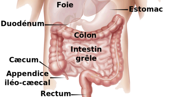 Comment savoir si l'intestin est propre ?