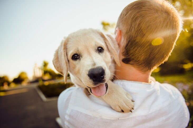 Comment savoir si votre chien est heureux ?