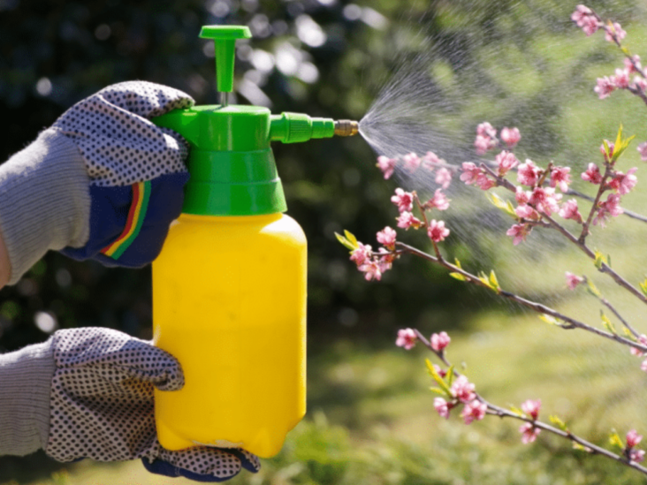 Comment utiliser le vinaigre comme insecticide ?