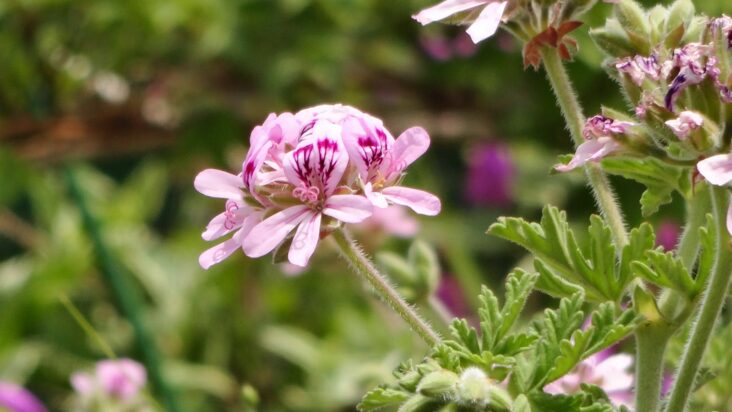 Comment utiliser les feuilles de géranium rosat ?