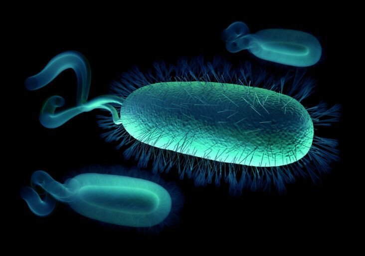Est-ce que Helicobacter pylori est grave ?