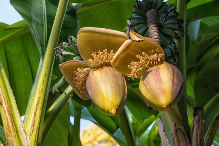 Est-ce que la fleur de bananier se mange ?