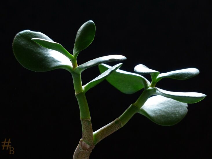 Est-ce que la plante de Jade porte bonheur ?