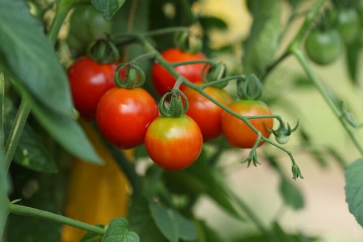 Est-ce que la tomate est bonne pour le diabète ?