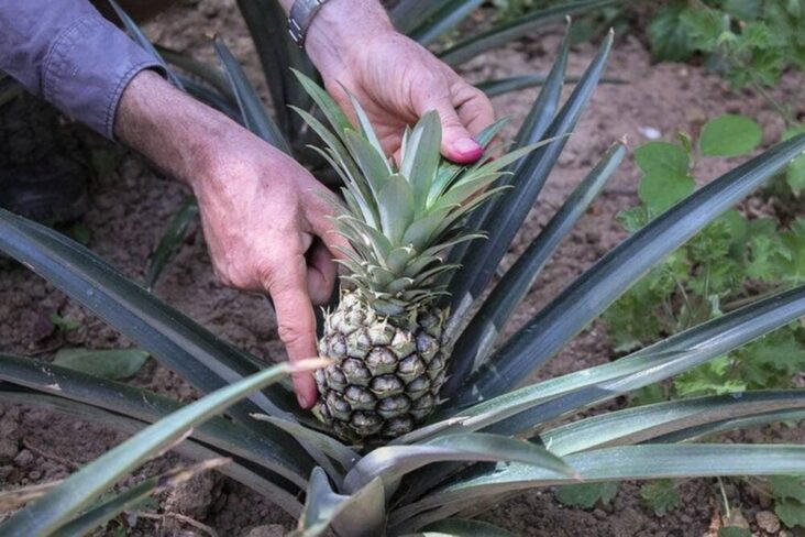 Est-ce que l'ananas est bon pour le cœur ?