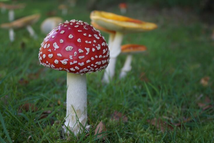 Est-ce que le bicarbonate tue les champignons ?