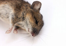 Est-ce que le bicarbonate tue les souris ?