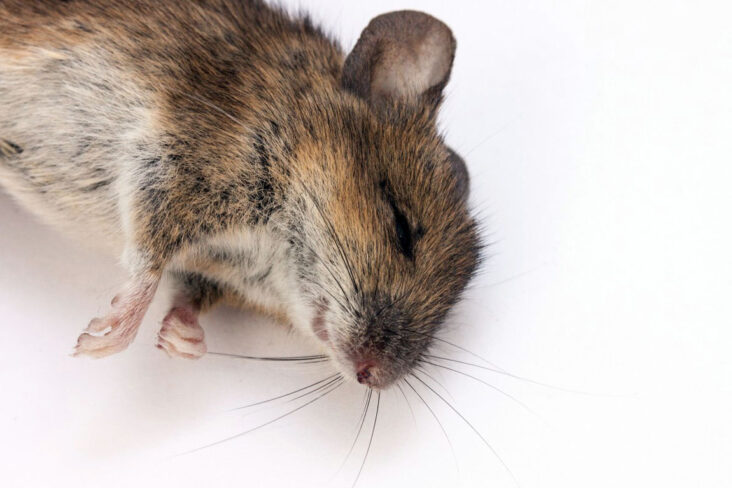 Est-ce que le bicarbonate tue les souris ?