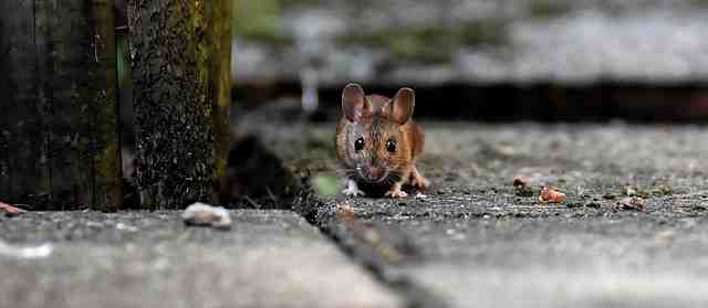 Est-ce que le vinaigre blanc fait fuir les souris ?