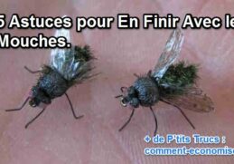 Est-ce que les clous de girofle font fuir les moustiques ?