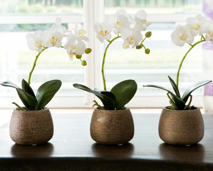 Où placer les orchidées dans une maison ?