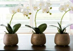 Où placer les orchidées dans une maison ?