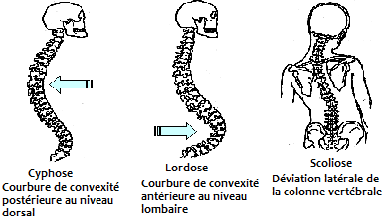 Pourquoi jai 2 trou en bas du dos ?