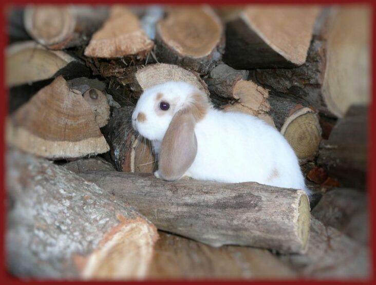 Pourquoi je fais des crottes de lapin ?