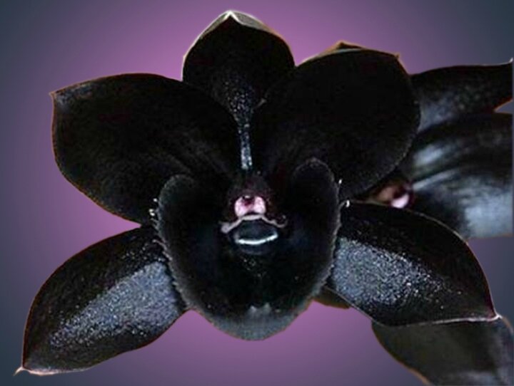 Pourquoi mettre orchidée dans le noir ?